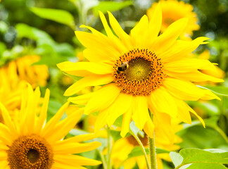 Fototapeta premium sunflowers in sunny summer day