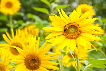 A bee on a sunflower in sunny summer day