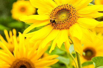 A bee on a sunflower in sunny summer day