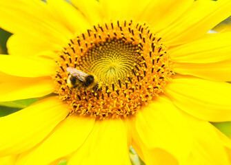 A bee on a sunflower in sunny summer day, close-up