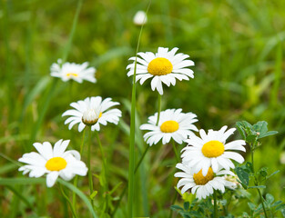 Large daisies in summer day