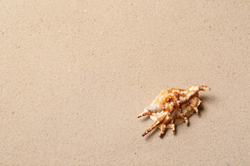 Beautiful seashell and space for text on beach sand, top view. Summer vacation
