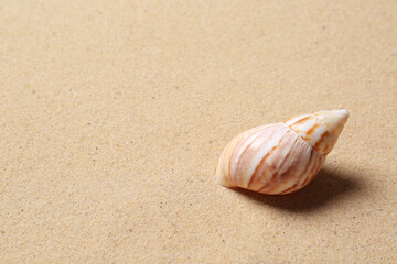 Closeup view of beautiful seashell on beach sand, space for text. Summer vacation