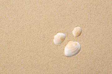 Beautiful seashells on beach sand, flat lay with space for text. Summer vacation