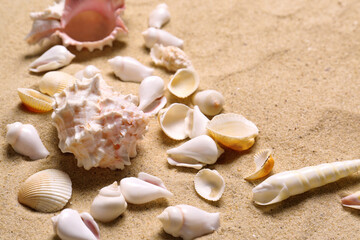 Beautiful seashells on beach sand, closeup. Summer vacation