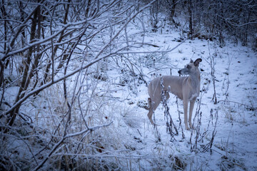 whippet out in the snow walking
