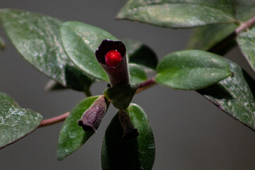 red rose bud