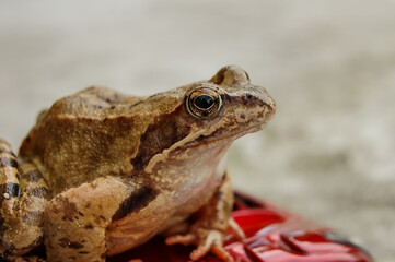 Cars and frogs, animal versus car