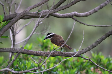 black headed woodpecker