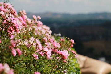 Obraz premium Selective focus pink small roses for background ,Valentine day. 