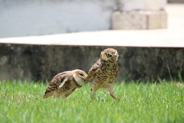Owl playing on a grass