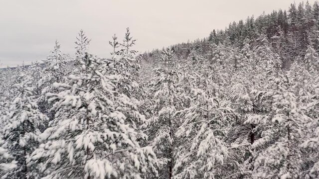 Forest in winter, drone fly over shot of pine trees covered with snow. Aerial drone shot of winter forest panoramic shot of trees peaks in cold season