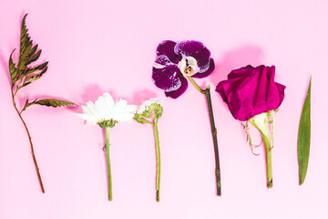 Prepared flowers for creating a flower arrangement on a pink background.