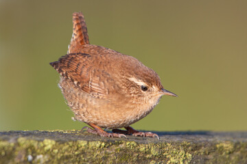 Wren standing low down on fence with erect tail against green background