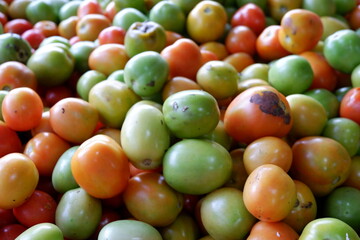 Red and Green Organic Fresh Tomatoes Vegetarian