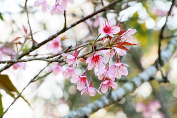 Fototapeta na wymiar Close up Wild Himalayan Cherry,Sakura Thailand,Pink flower in Thailand national park at phu lom lo, Loei, Thailand.