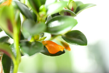 Leaves of beautiful Goldfish plant, closeup view