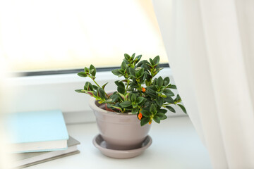 Beautiful potted Goldfish plant on windowsill indoors