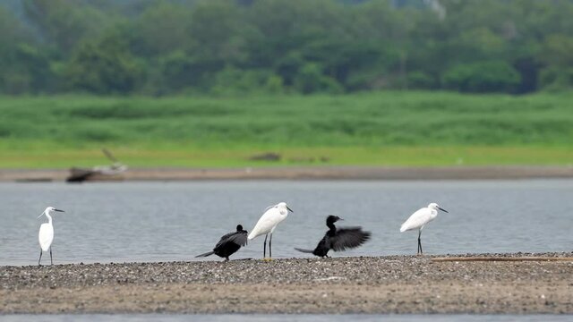 African Marabou and Painted Stork (Mycteria leucocephala) birds Standing and Walking in the reservoir.