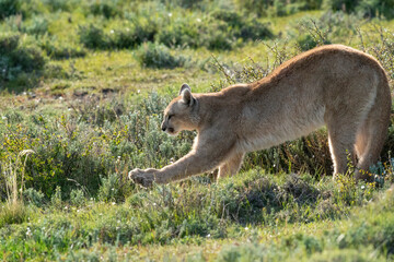 The cougar (Puma concolor)