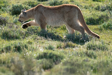 Naklejka na ściany i meble The cougar (Puma concolor)