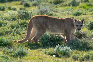 The cougar (Puma concolor)