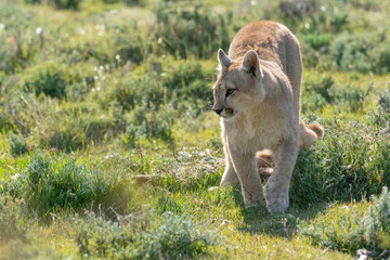 The cougar (Puma concolor)