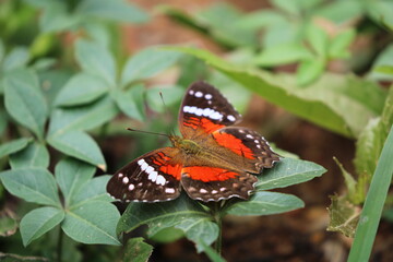 butterfly on a leaf