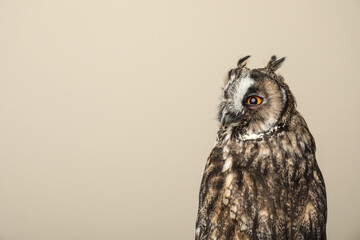 Beautiful eagle owl on beige background, space for text. Predatory bird