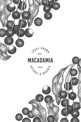 Hand drawn macadamia branch and kernels design template. Organic food vector illustration on white background. Retro nut illustration. Engraved style botanical banner.