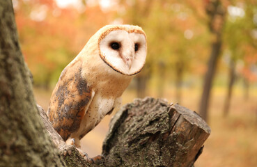 Beautiful common barn owl on tree outdoors