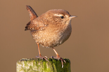 Wren on fence post with erect tail