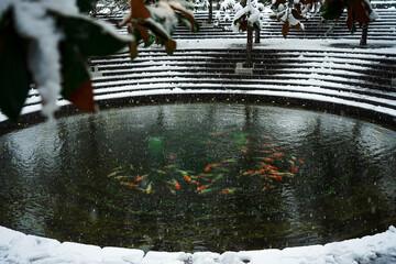 A small pond with fish in the park, snow-covered trees with green leaves.