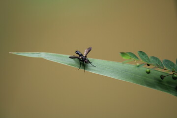 insect on a leaf
