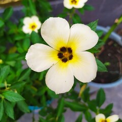 white and yellow flower