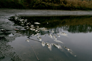 dead fish on a lake 