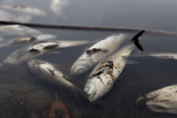 dead fish on a lake 