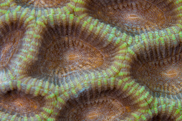 Close up colorful detail of coral polyps © Mike Workman