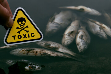 dead fish on a lake with a toxic sign in hand
