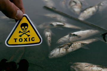 dead fish on a lake with a toxic sign in hand
