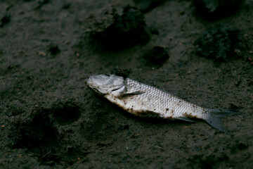 dead fish on a lake with a toxic sign in hand