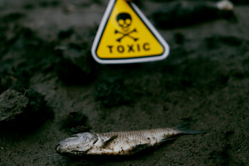 dead fish on a lake with a toxic sign in hand