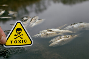 dead fish on a lake with a toxic sign in hand