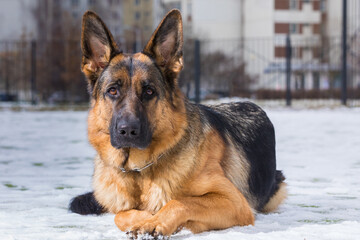 German Shepherd dog performs the commands of the owner
