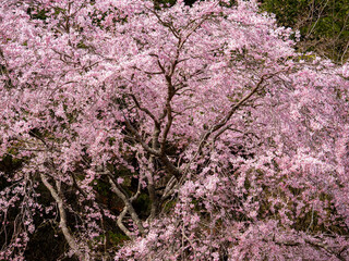 神戸・森林植物園のベニシダレ桜