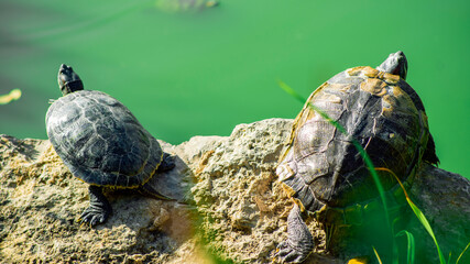 A pair of turtles basking on the shore of the lake with their reflection in the water.