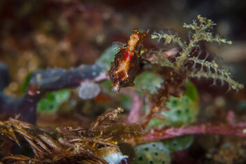 Obraz na płótnie Canvas Pontohi pygmy seahorse - Hippocampus pontohi