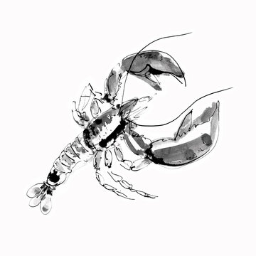 Watercolor lobster on a white background. Graphic art. Ink drawing. Hand drawing. Postcard, design, wallpaper, poster, graphic resource.