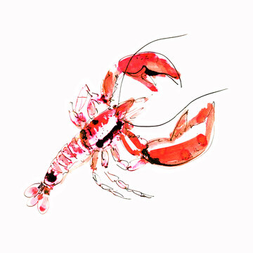 Watercolor lobster on a white background. Graphic art. Ink drawing. Hand drawing. Postcard, design, wallpaper, poster, graphic resource.