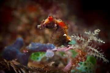 Pontohi pygmy seahorse - Hippocampus pontohi